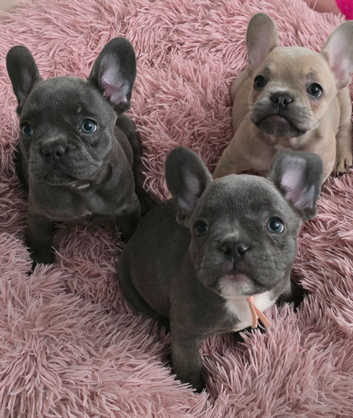 Lilac Farfalla Frenchies French Bulldogs Puppies And Dogs For