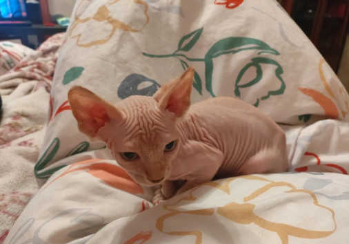 Sphynx Kittens and Cats for sale in Whitehaven Freeads