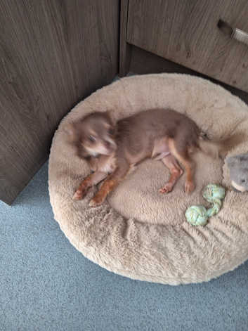 Toy chihuahua