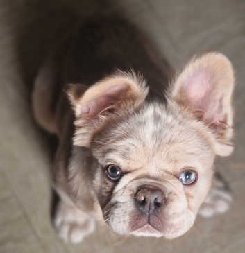 French Bulldog Puppies and Dogs for sale Freeads