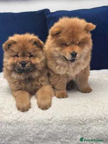 Chow Chows Puppies and Dogs for sale in Turkey Island Freeads