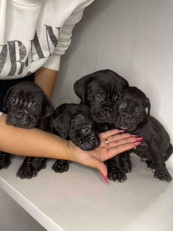 Cane Corso Giant Rottweiler Puppies For Sale Craigslist Cane