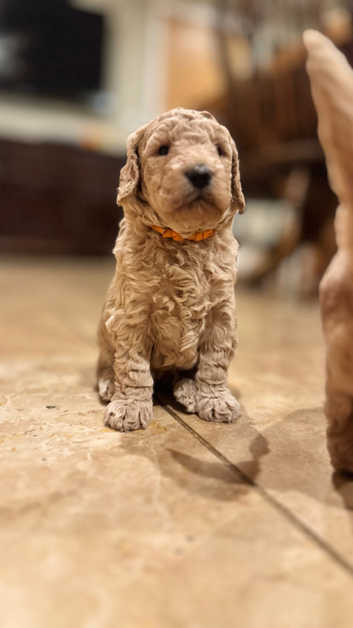 Goldendoodle Puppies and Dogs for sale in Canterbury Freeads