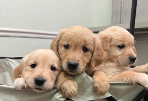 Golden Retriever Puppies and Dogs for sale in Hertfordshire Freeads