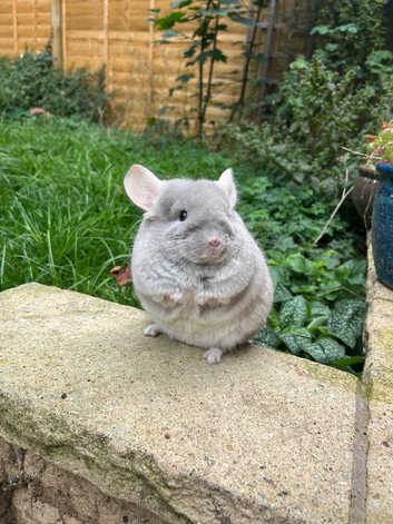 Chinchillas for sale in Sudbury Freeads