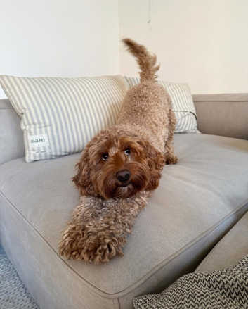 Cockapoo Puppies and Dogs for sale in Staffordshire Freeads