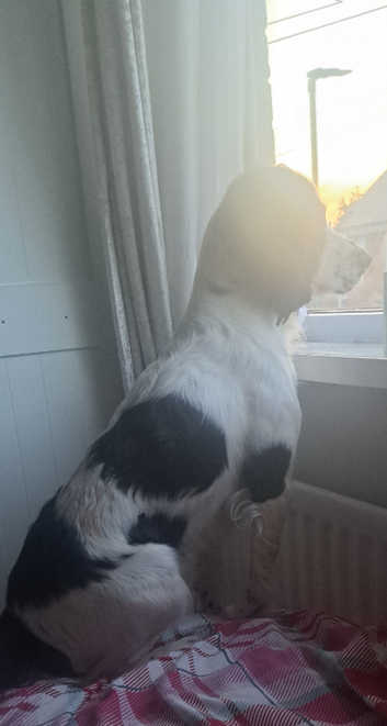 Springer Spaniel in Preston Pets Freeads