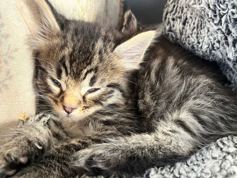 Egyptian Mau Kittens and Cats for sale Freeads