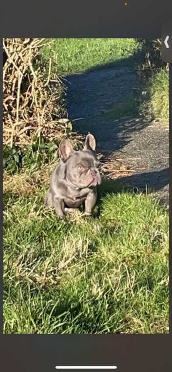 French Bulldog Puppies and Dogs for sale in Guernsey Freeads