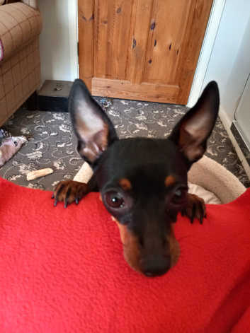 Pinscher Mix Mini Pinscher Rescue Near Me German Pinscher Mini