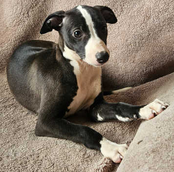 Whippet Puppies and Dogs for sale in Cornwall Freeads