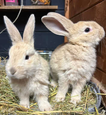 Giant in Chichester Rabbits and Bunnies Freeads