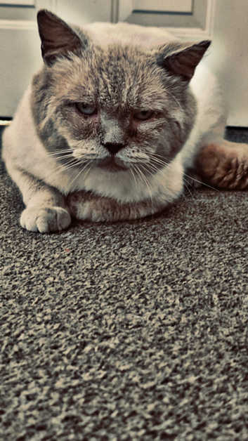 British Shorthair Kittens and Cats for sale in Lincolnshire Freeads