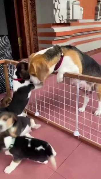 Beagles Puppies and Dogs for sale in Greater London Freeads