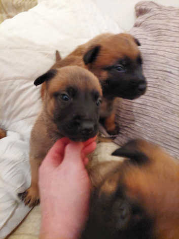 Belgian Shepherds Puppies and Dogs for sale in Kilmarnock Freeads