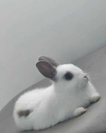 Netherland Dwarf Rabbits and Bunnies for sale in Ashton-Under-Lyne