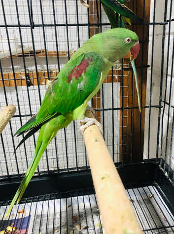 Parrots For Sale in London Birds Freeads
