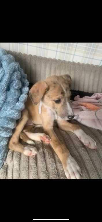Lurcher Puppies Lurcher Rescue North West Lurchers Puppies And