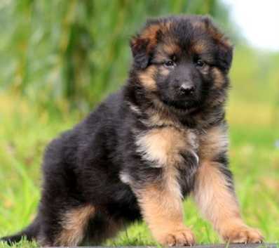 Corb Shepherd Romanian Shepherd Dog For Sale Romanian Raven