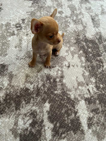 Chihuahua Puppies and Dogs for sale in West Midlands Freeads