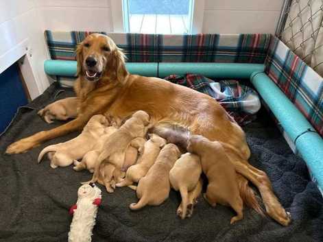 Golden Retrievers Puppies and Dogs for sale in Mark Cross Freeads