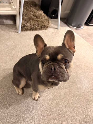 French Bulldog Puppies and Dogs for sale in London Freeads