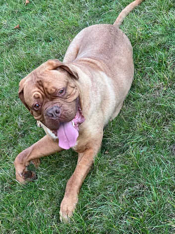 Dogue de Bordeaux Puppies and Dogs for sale in North West England