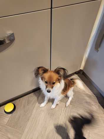 Adoption Papillon Dogs 101 Papillon In Bermuda Pets Freeads