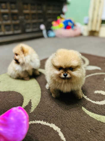 Beautiful Small type Pomeranian Teddy Bear Girls