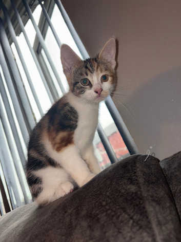 Kittens Under 20 in Scotland Pets Freeads