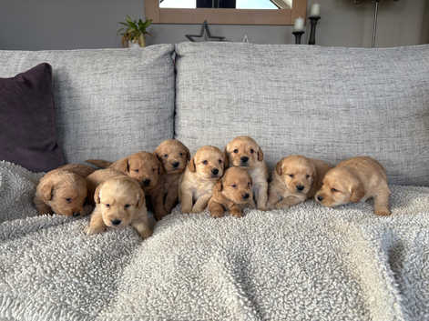 Labradoodle Puppies and Dogs for sale in Pontypool Freeads