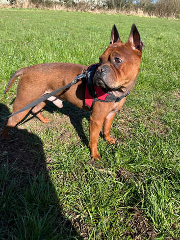 Chow Chow Puppies and Dogs for sale in Northern Ireland Freeads