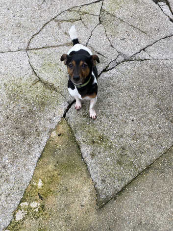 Jack Russell Puppies and Dogs for sale in Colne Freeads