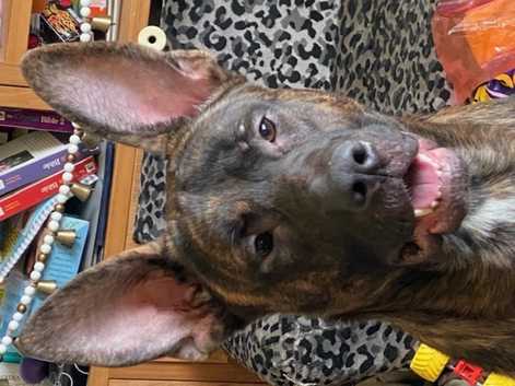 German Shepherd Puppies and Dogs for sale in Salisbury Freeads