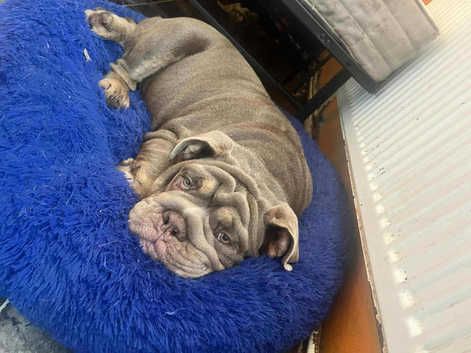English Bulldogs Puppies and Dogs for sale in Fareham Freeads
