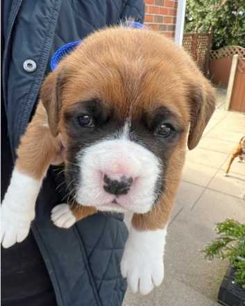 Boxers Puppies and Dogs for sale in West Midlands Freeads