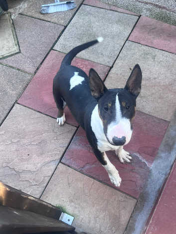 Miniature Bull Black English Bull Terrier Puppies For Sale Kennel