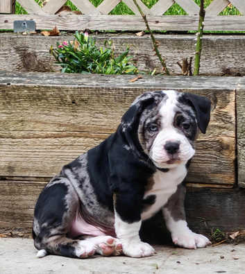 English Bulldogs Puppies and Dogs for sale in Bristol Freeads