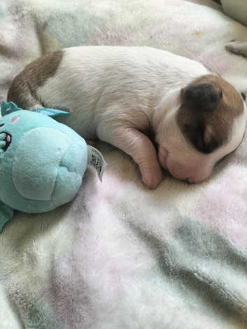 Mixed Breed Puppies and Dogs for sale in Channel Islands Freeads