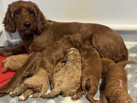Irish Doodle Puppies and Dogs for sale in Northern Ireland Freeads