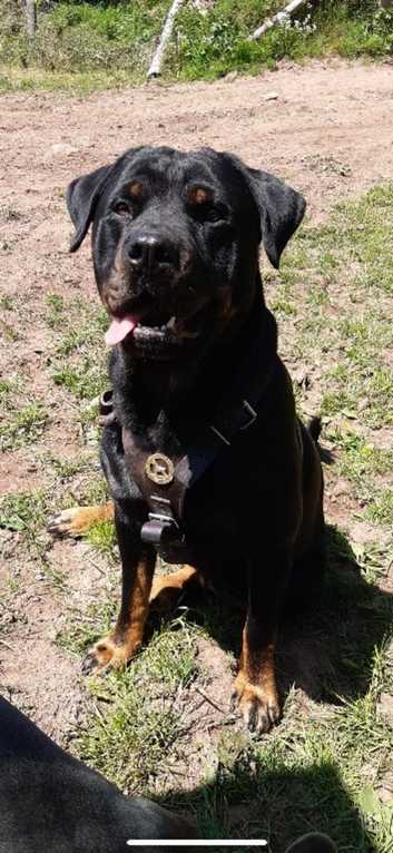 Rottweiler Puppies and Dogs for sale in Devon Freeads