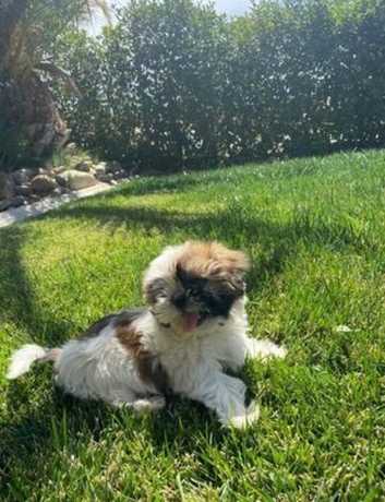 Shih Tzus Puppies and Dogs for sale in Hillingdon Freeads