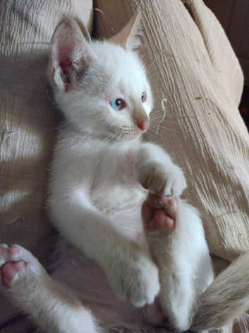 Siamese Kittens and Cats for sale in Northern Ireland Freeads