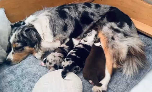 Dog Breed Buzzards Australian Cattle Dogs Australian Shepherds