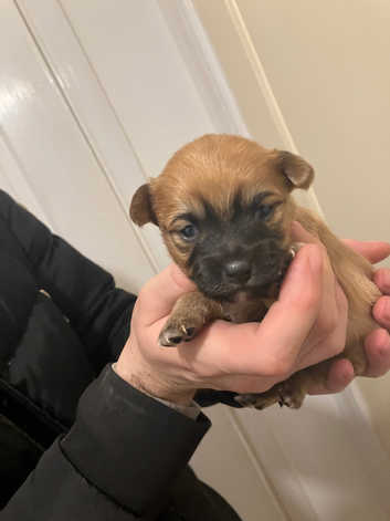 Terrier Puppies and Dogs for sale Freeads