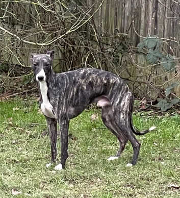 Whippets Puppies and Dogs for sale in Hoddesdon Freeads