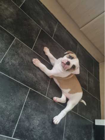 American Bulldogs Puppies and Dogs for sale in Birmingham Freeads