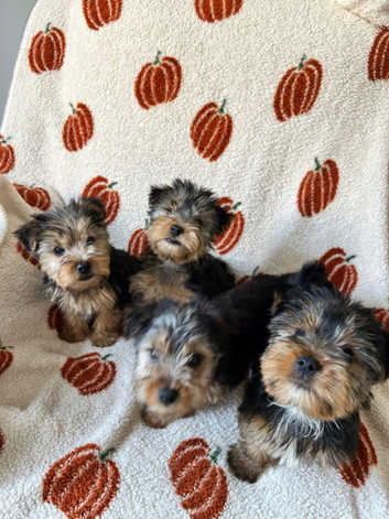 Yorkshire Terrier Puppies and Dogs for sale in Derry Londonderry