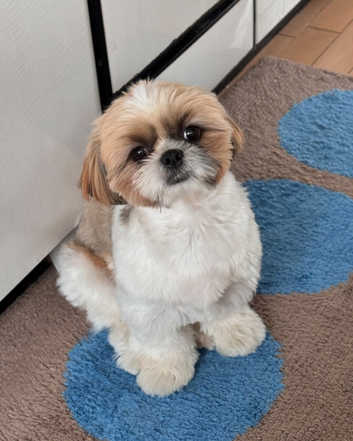 Shih Tzu Puppies and Dogs for sale in Holland Freeads