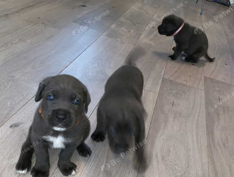 cane corso champion bloodlines download cane corso champion bloodlines download